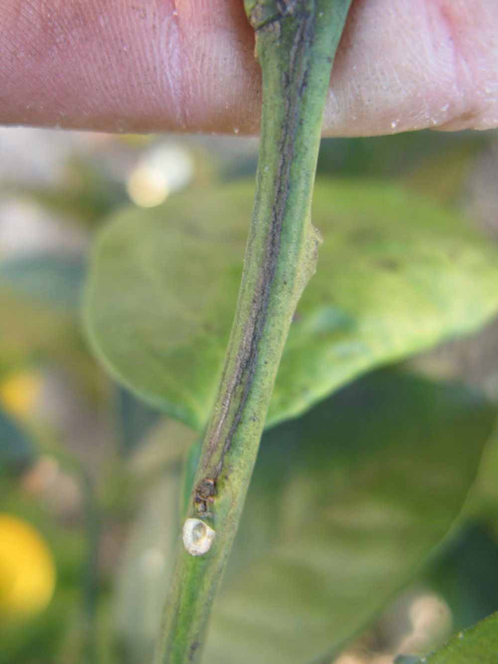              First year twig (Winter Haven, FL)       